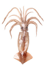Fresh squid isolated on white background 