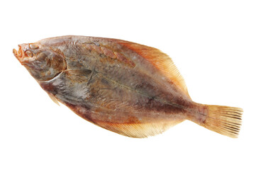 Psetta maxima (Turbot Fish) isolated on white background 