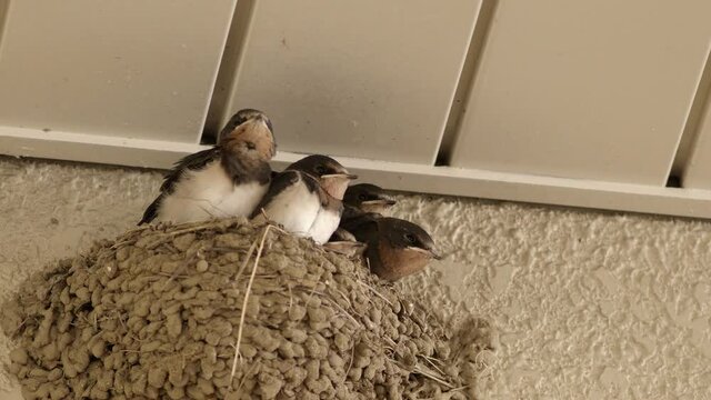 Baby swallows receiving food from parent.