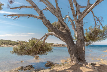 tree on the beach in ile des embiez