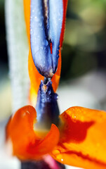 Artistic soft focus macro closeupwith blurry background of Strelitzia Reginae. Beautiful wild Bird of paradise flower.