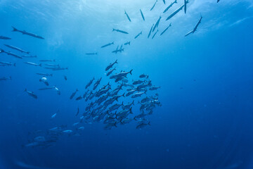 Fototapeta na wymiar reef diving