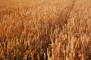  Background of ripening ears of wheat field. Rich harvest Concept