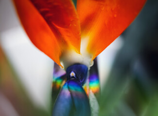Artistic soft focus macro closeupwith blurry background of Strelitzia Reginae. Beautiful wild Bird of paradise flower.