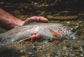 Regenbogenforelle gefangen beim Fliegenfischen und wieder freigelassen