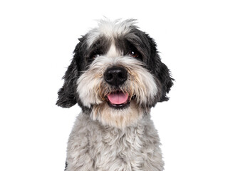 Head shot of cute little mixed breed Boomer dog, sitting up facing front. Looking straight to camera with friendly brown eyes. Isolated on white background. Mouth slightly open, showing tongue,