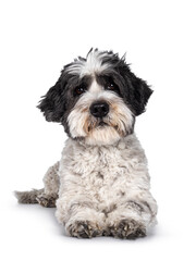 Adorable little mixed breed Boomer dog, laying down facing front. Looking straight to camera with friendly brown eyes. Isolated on white background. Mouth closed.