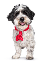 Adorable little mixed breed Boomer dog, standing facing front wearing red scarf around neck. Looking straight to camera with friendly brown eyes. Isolated on white background. Mouth open tongue out.