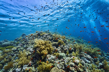Fototapeta na wymiar reef diving