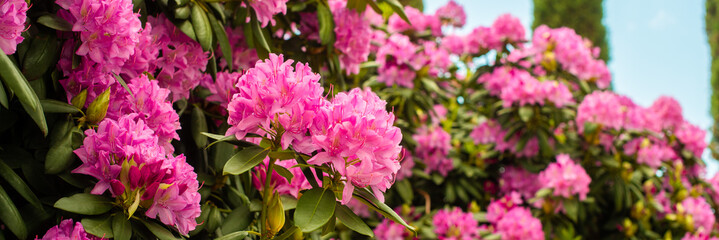 banner. Beautiful blooming pink Azalea - flowering shrubs in the genus Rhododendron. Pink, summer flower background