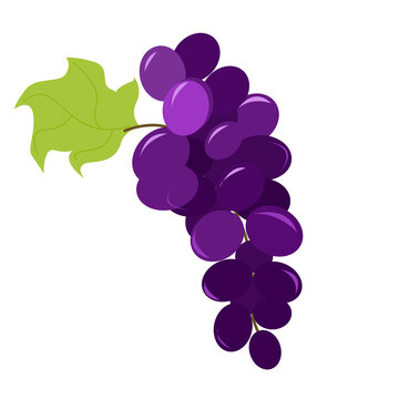 A branch of ripe purple grapes with a leaf.