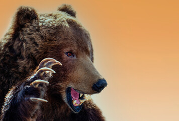 Taxidermy of a Kamchatka brown bear on white background
