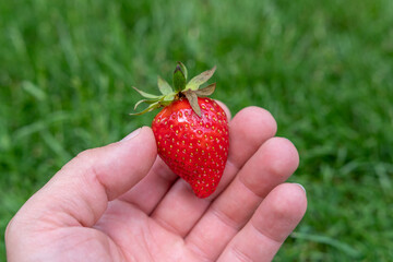 Erdbeere in der Hand- Frisches Obst