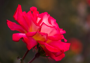China rose is native to southwest China and one of the flowers representing the country