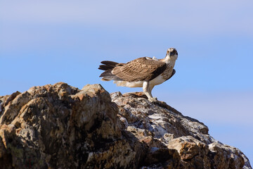 Eastern Osprey perched on a rock with blue sky in the background.  Australian bird of prey.