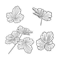 A set of aquilegia leaf outlines. Vector isolated clipart. Minimal monochrome hand-drawn botanical design.