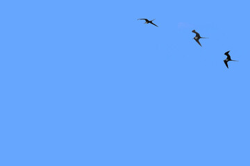 Blue sky with flying frigate birds