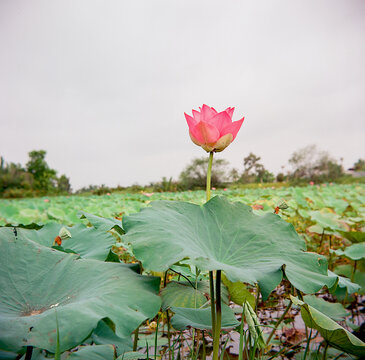 Time: Friday morning, June 18 , 2021. Location: Tam Da lotus lagoon, Ho Chi Minh City. Content: The author hopes the photos can describe the beauty of lotus flowers.