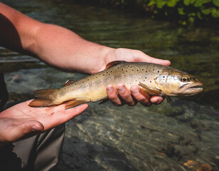 Wilde Bachforelle gefangen beim Fliegenfischen