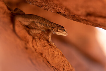 Fototapeta premium close-up of lizard taking shelter between rocks in desert