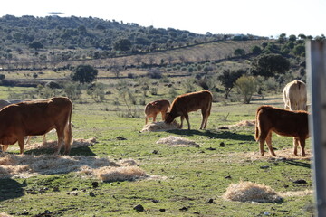 Animales