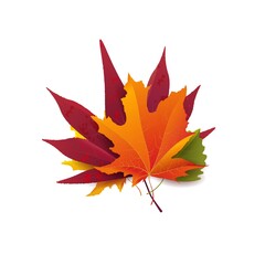 Set of beautiful bright autumn leaves. Vector illustration.