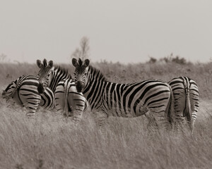 Fototapeta na wymiar zebras in the wild