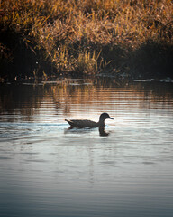 ducks on the lake