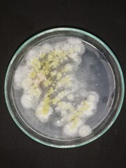 Mushroom culture in Petri dish, black background