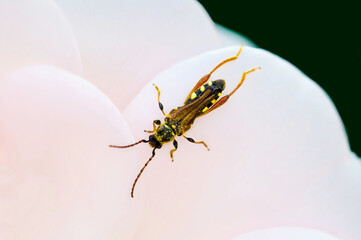 Macro close-up view of Yellow Ichneumonidae wasp, Sitting isolated on leaf of pink rose plant. Top view wasp insect with closed wings