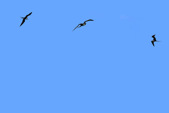 Blue sky with flying frigate birds