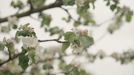 white apple flowers on a young tree closeup