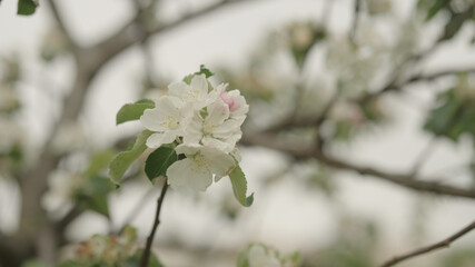 white apple flowers on a young tree closeup