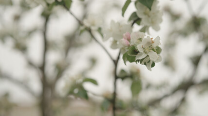 white apple flowers on a young tree closeup