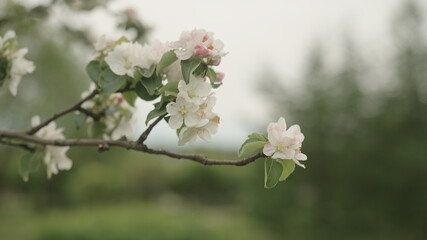 white apple flowers on a young tree closeup