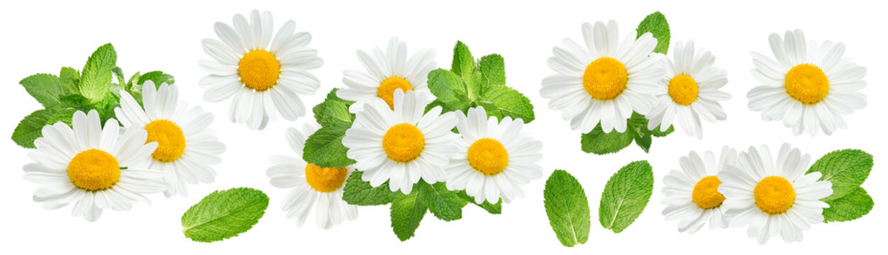 Camomile flowers and mint set isolated on white background