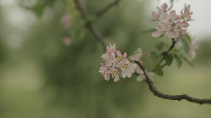 tender pinkish apple flowers on a young tree closeup