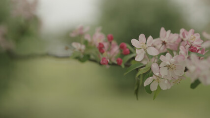 tender pinkish apple flowers on a young tree closeup