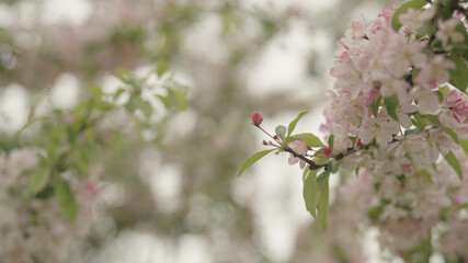 tender pinkish apple flowers on a young tree closeup