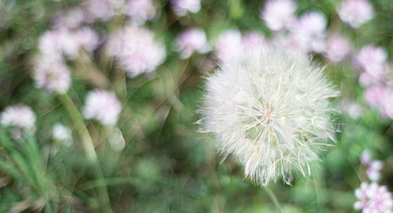 Floral blurred background. Fluffy dandelion on a background of lilac flowers. Template for text. Wallpaper. Invitation. Announcement.