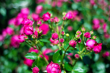 Floral backgrounds. Small pink roses in green leaves.