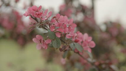 dark pink apple flowers on a young tree closeup
