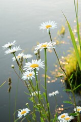 White chamomile flowers in a green teffa on the riverbank at sunset