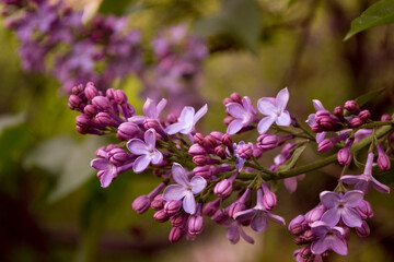 beautiful Lilac flowers