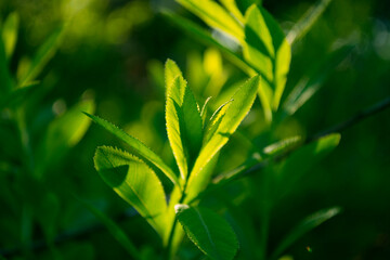 Fresh summer greens