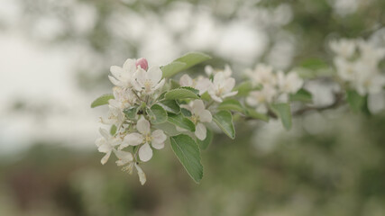 white apple flowers on a young tree closeup