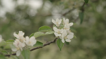 Obraz na płótnie Canvas white apple flowers on a young tree closeup