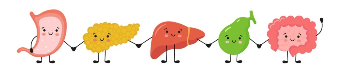 Gastrointestinal tract organs kawaii characters hold hands. Smiling stomach, pancreas, liver, gallbladder, small and large intestine characters. Vector isolated illustration in flat and cartoon style. - obrazy, fototapety, plakaty