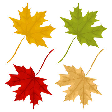 Set of maple leaves of different colors. Hand drawn vector illustration of autumn and summer leaf