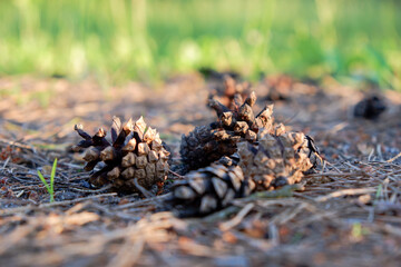 Pine cones on the grass in the forest